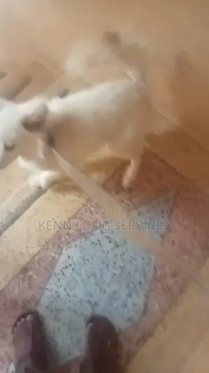 3-6 months Male Purebred Japanese Spitz