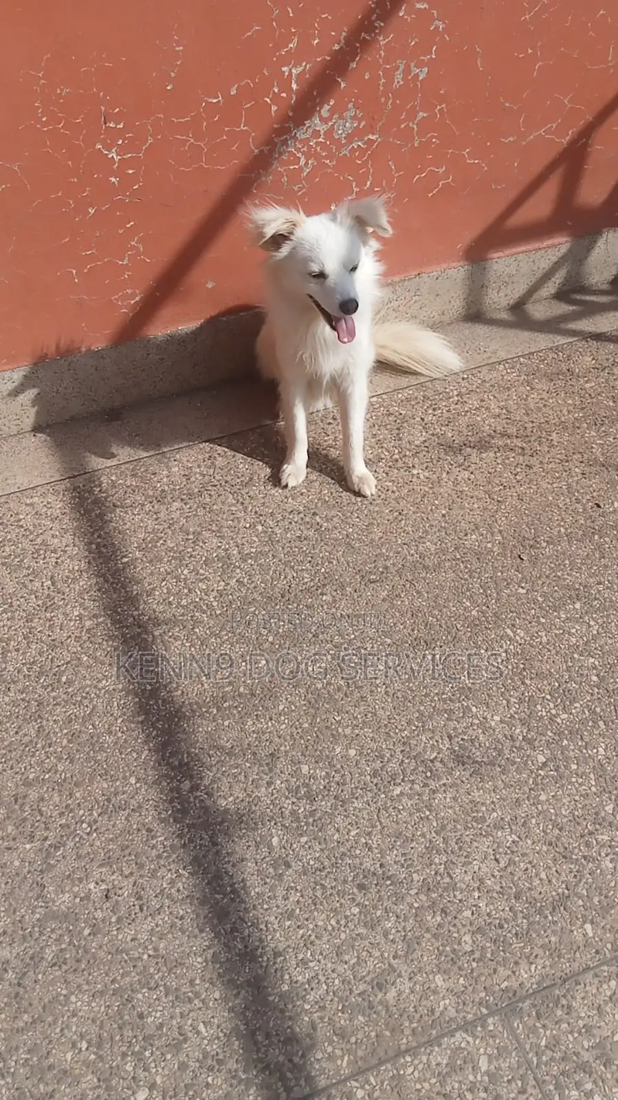 3-6 months Male Purebred Japanese Spitz