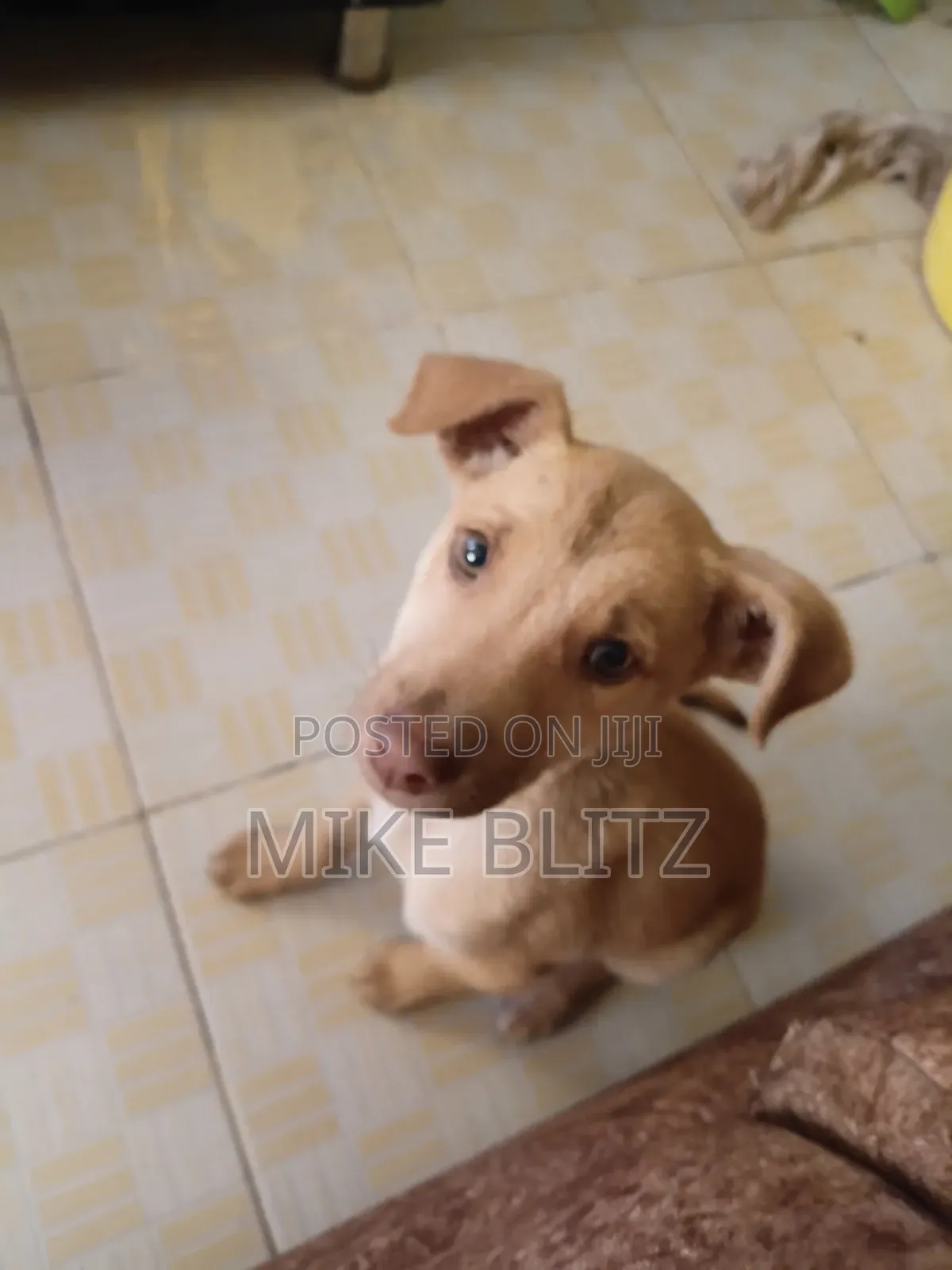1-3 months Male Mixed Breed German Shepherd