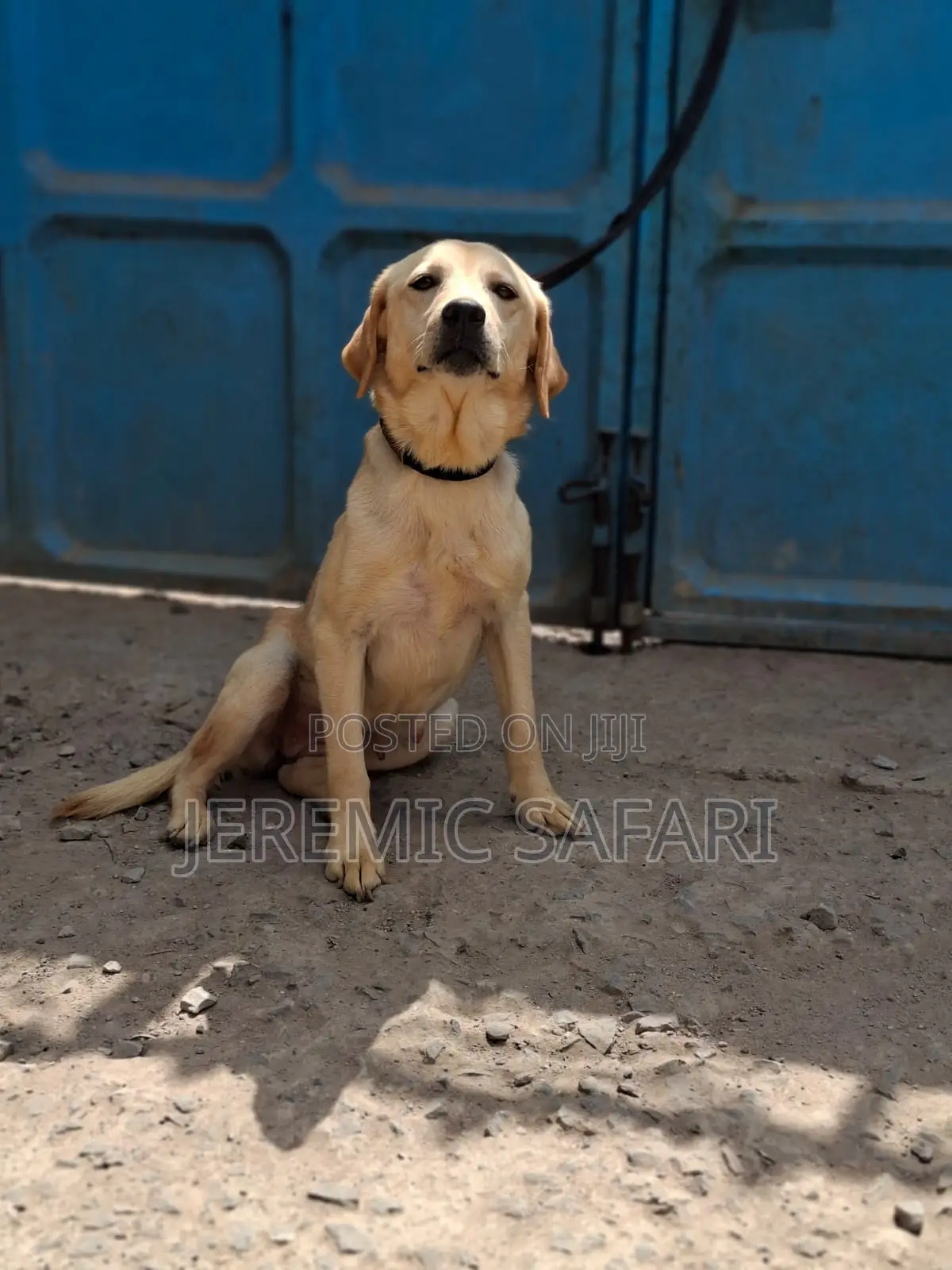 1+ year Female Purebred Labrador Retriever