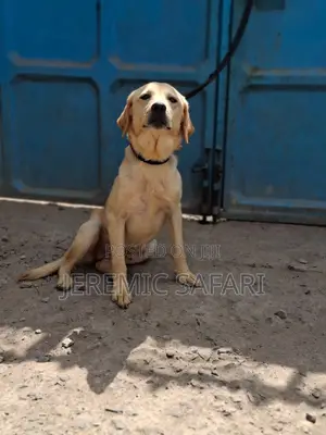 1+ year Female Purebred Labrador Retriever