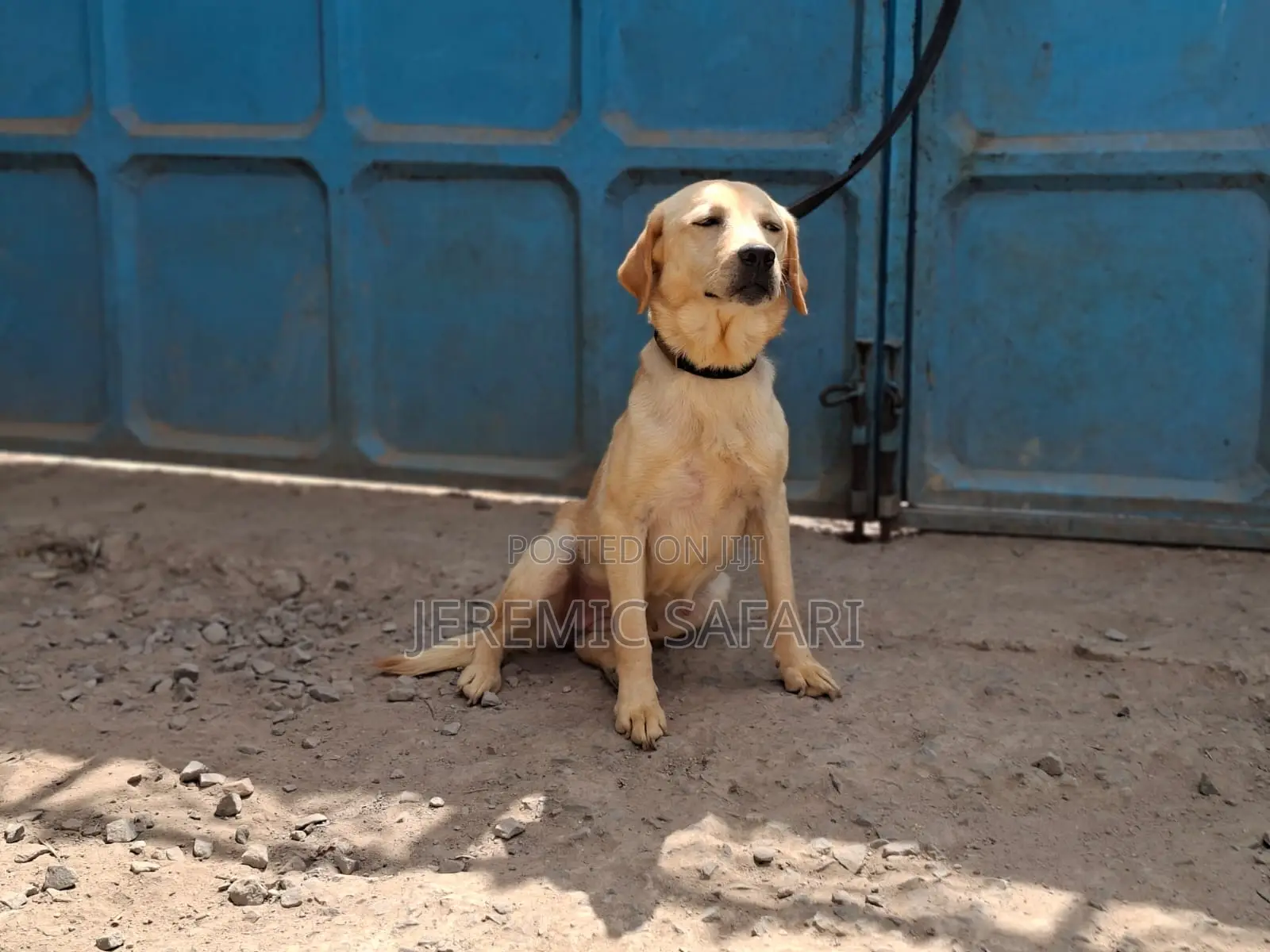 1+ year Female Purebred Labrador Retriever