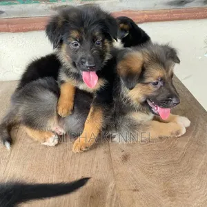 1-3 months Male Purebred German Shepherd