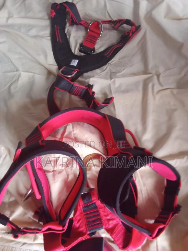 Safety Harness