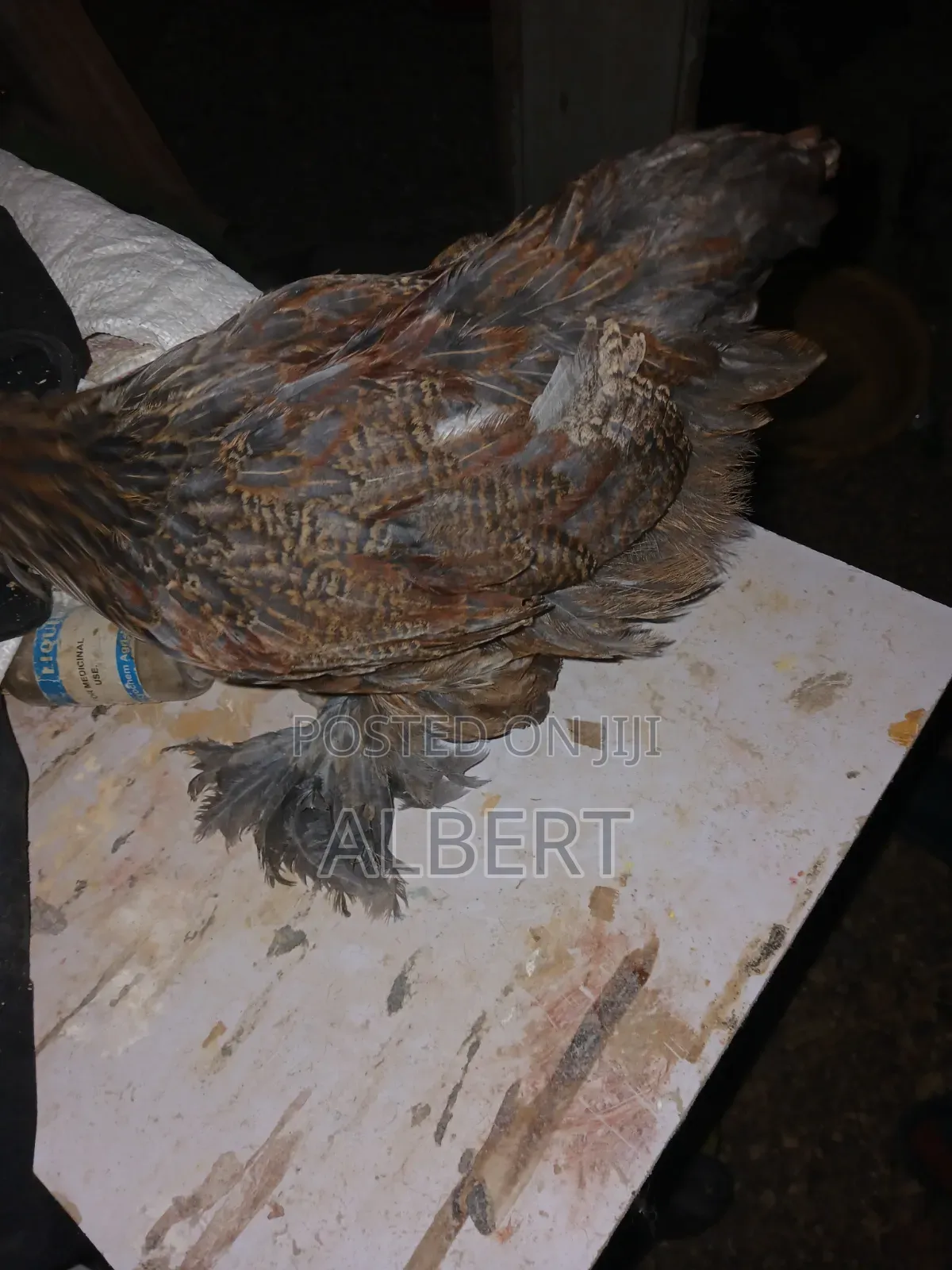 Brahma Chicks