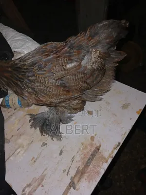Brahma Chicks