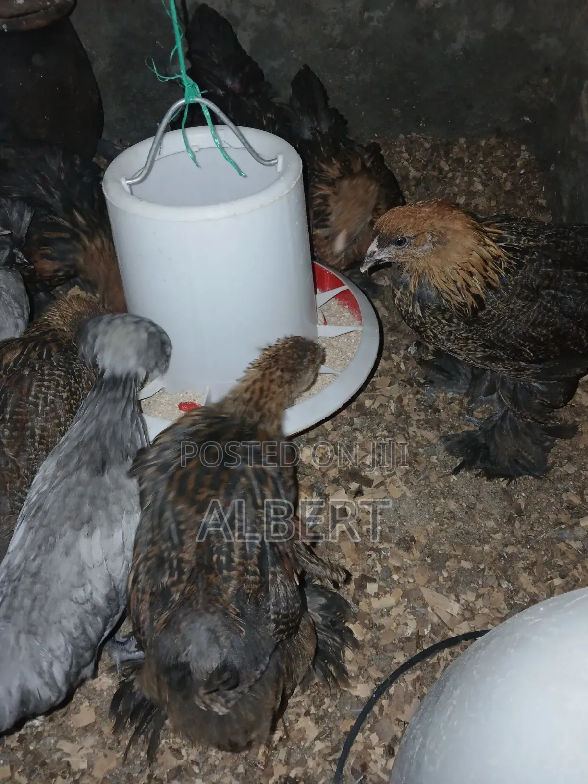 Brahma Chicks