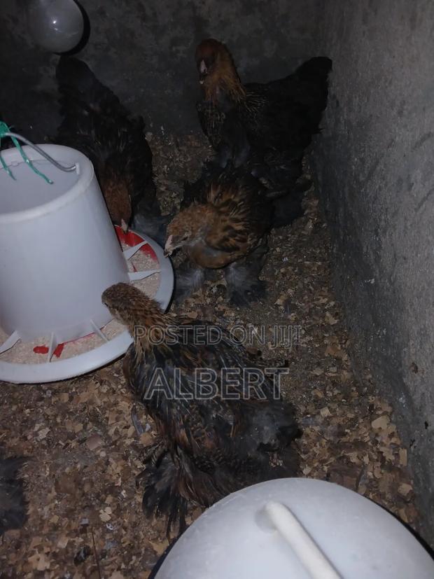 Brahma Chicks - thumbnail 3