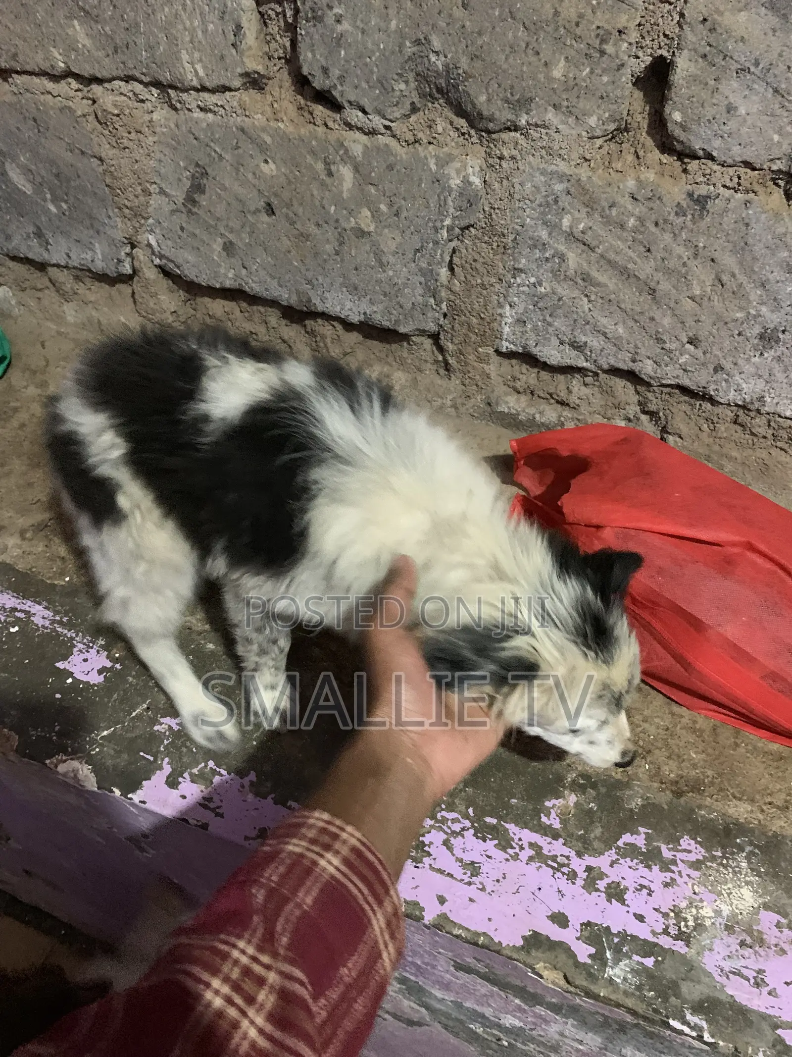 3-6 months Male Mixed Breed Maltese