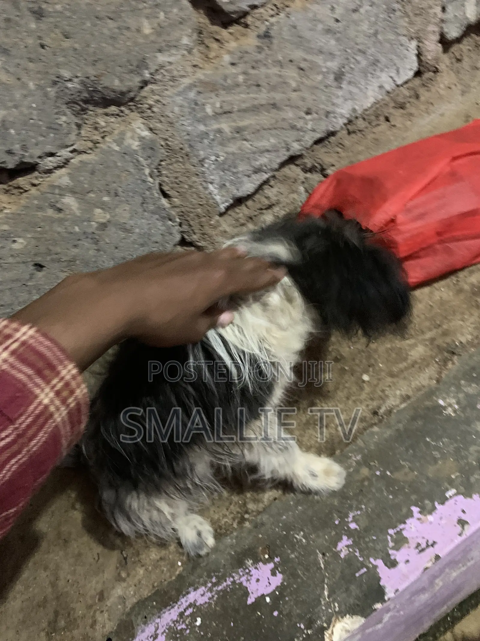 3-6 months Male Mixed Breed Maltese