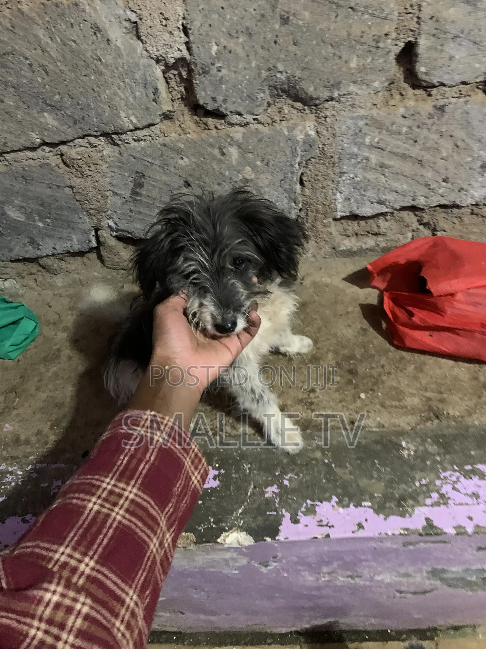 3-6 months Male Mixed Breed Maltese