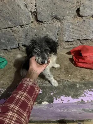 3-6 months Male Mixed Breed Maltese