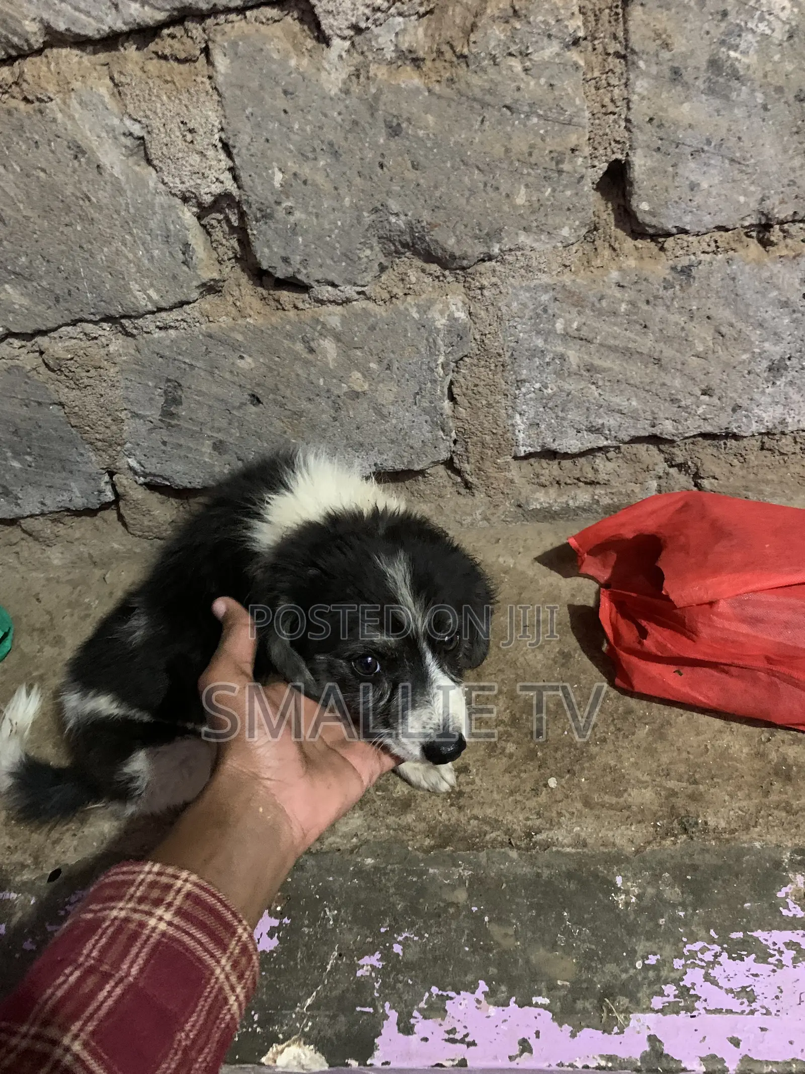 3-6 months Male Mixed Breed Maltese
