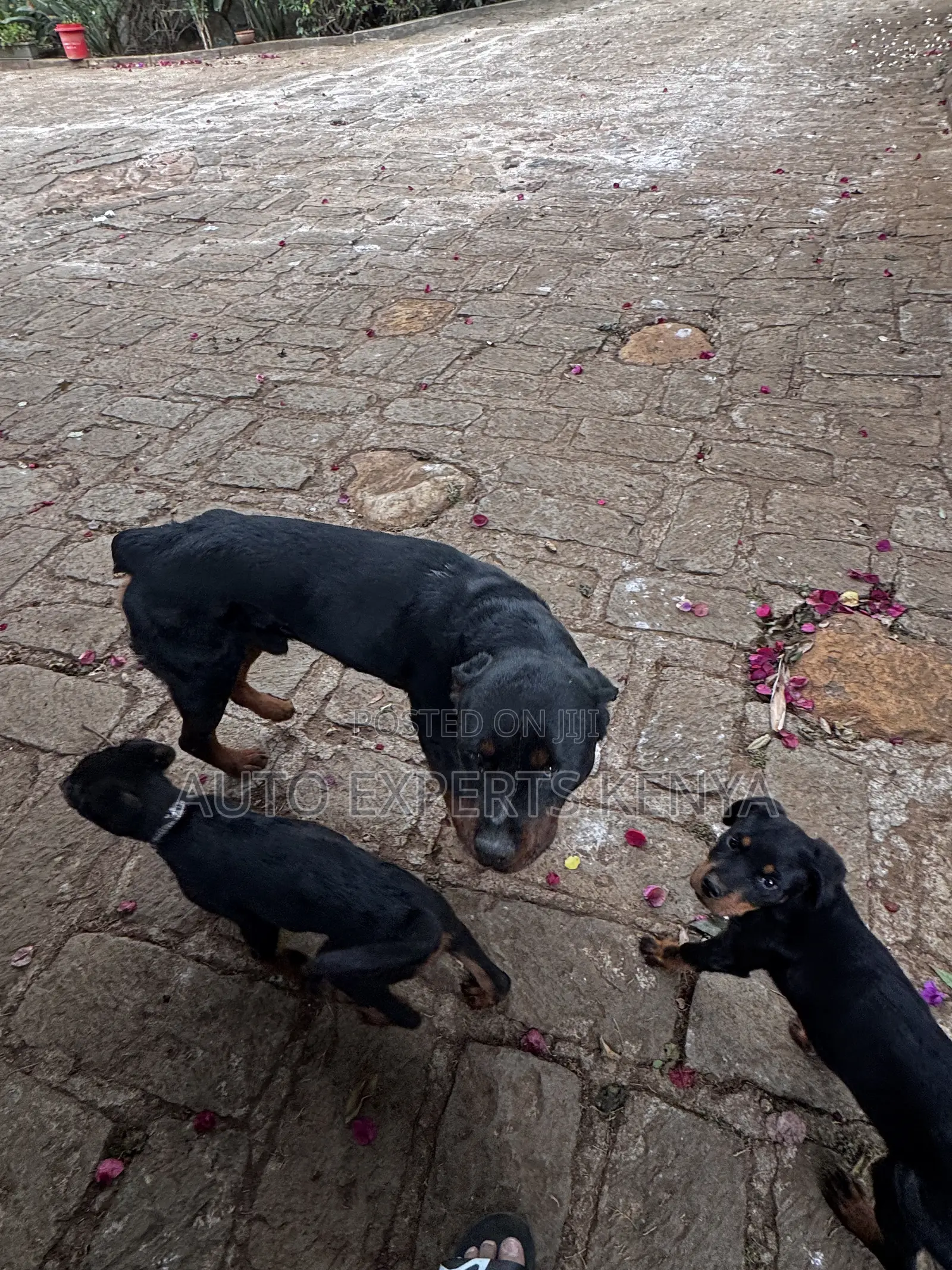 1-3 months Male Purebred Rottweiler