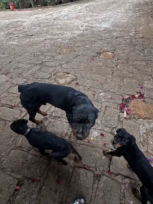 1-3 months Male Purebred Rottweiler
