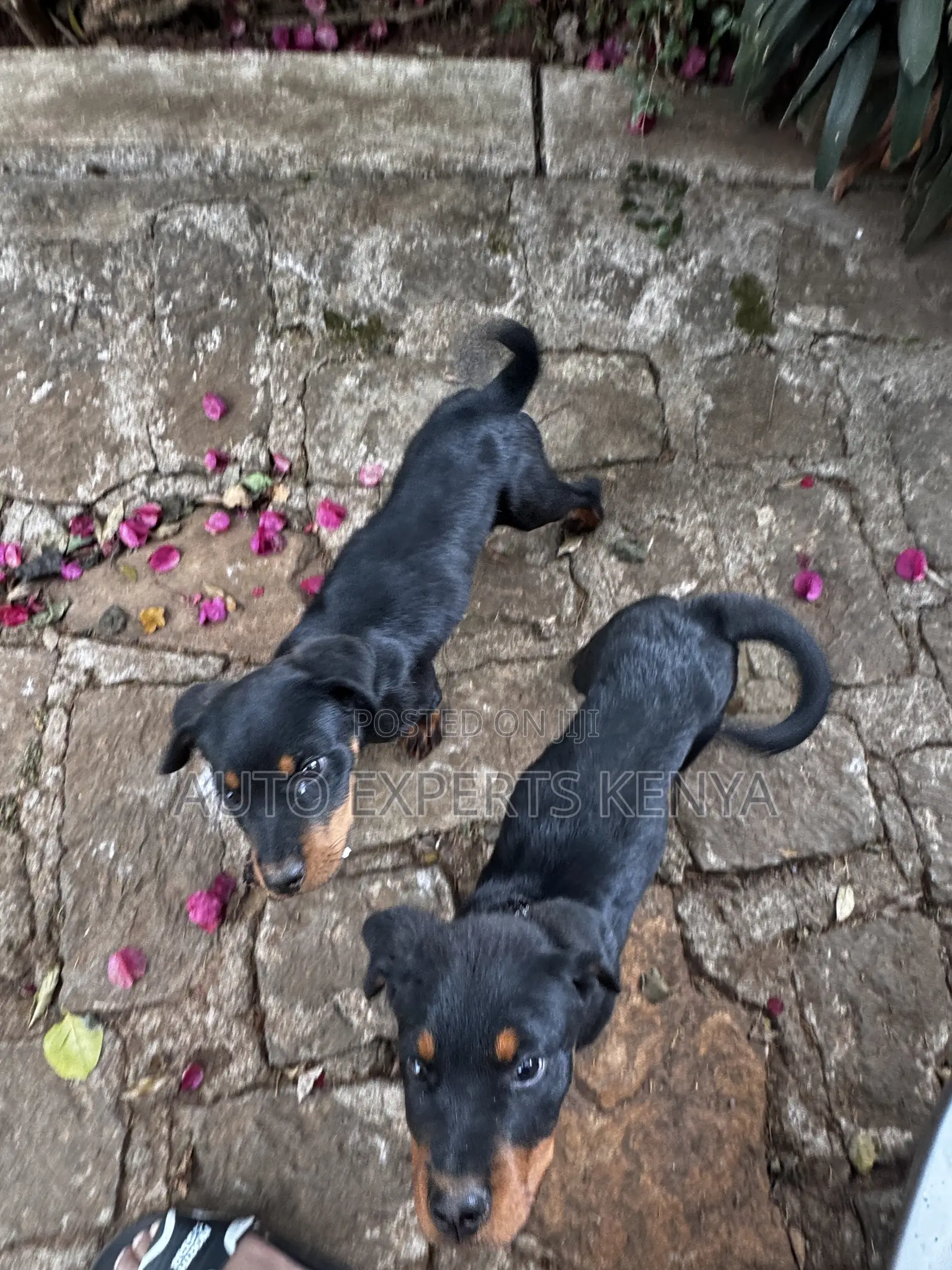 1-3 months Male Purebred Rottweiler