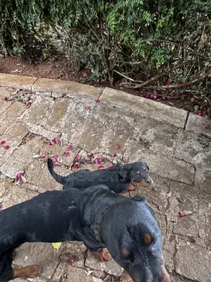 1-3 months Male Purebred Rottweiler