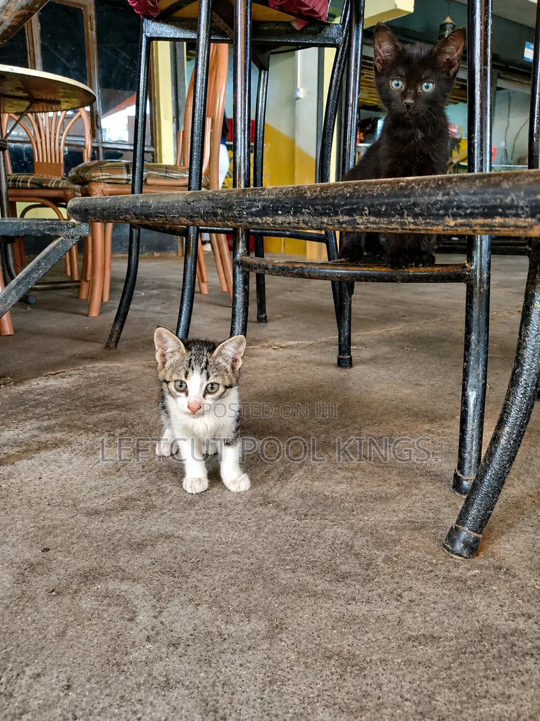 1-3 months Female Mixed Breed Persian