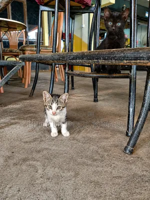 1-3 months Female Mixed Breed Persian