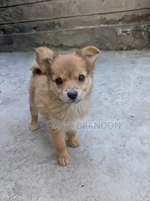 1-3 months Female Mixed Breed Pomeranian