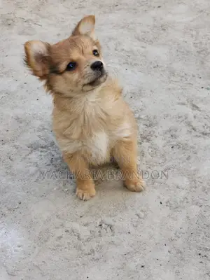 1-3 months Female Mixed Breed Pomeranian