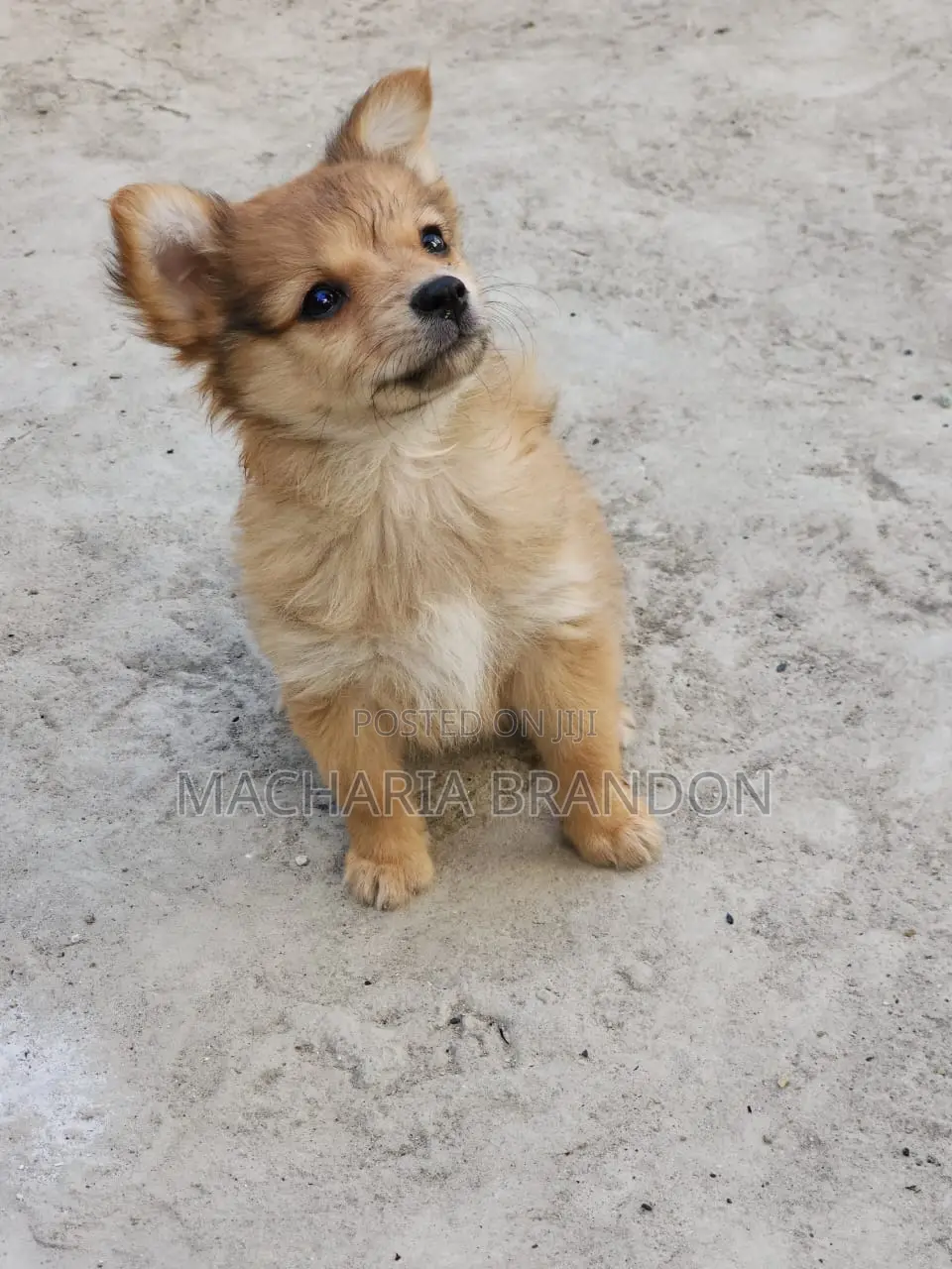 1-3 months Female Mixed Breed Pomeranian