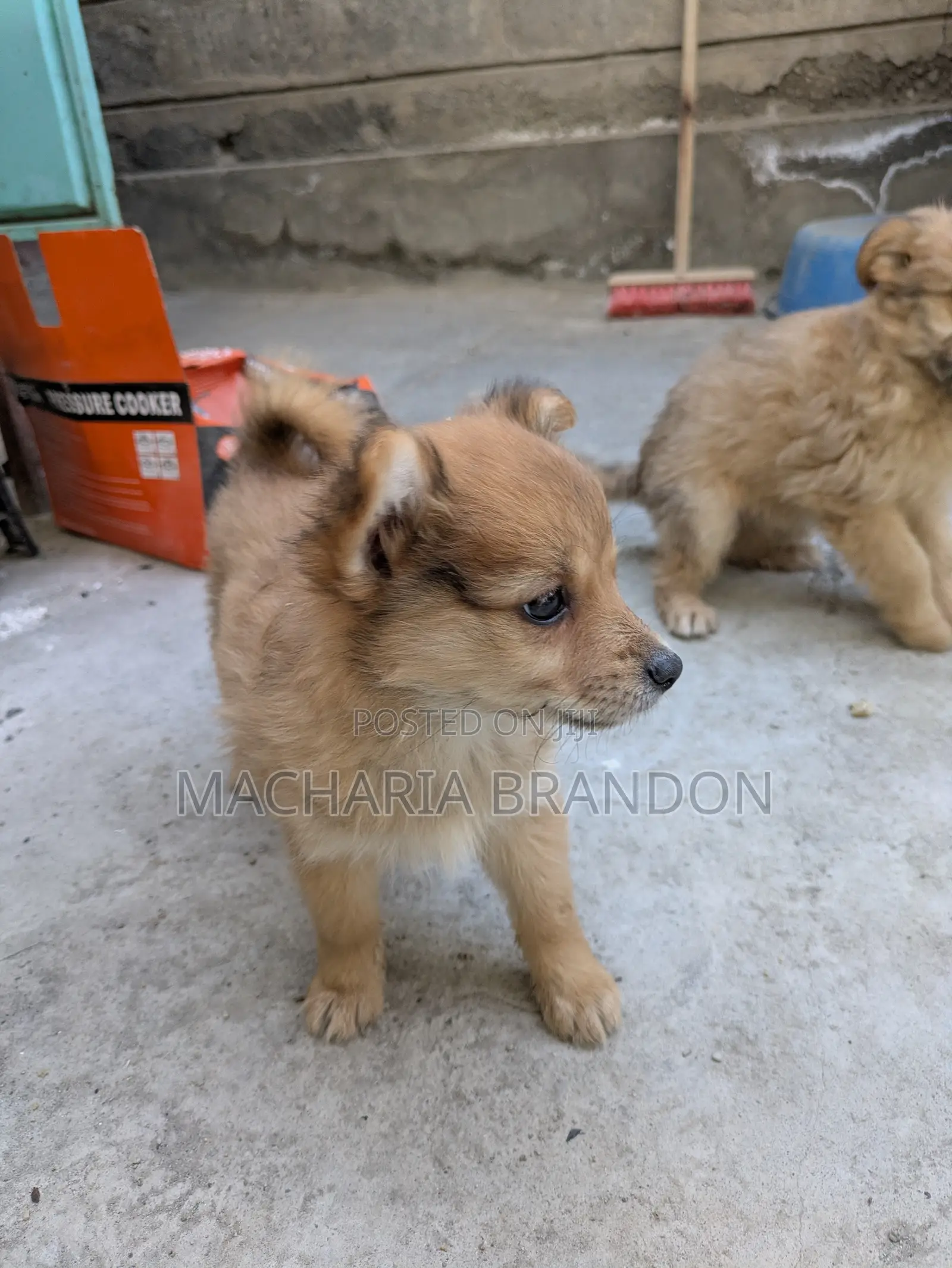 1-3 months Female Mixed Breed Pomeranian