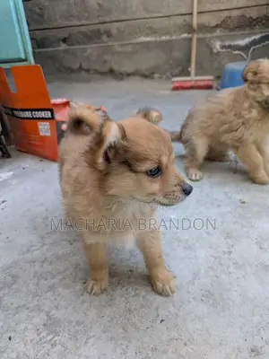 1-3 months Female Mixed Breed Pomeranian
