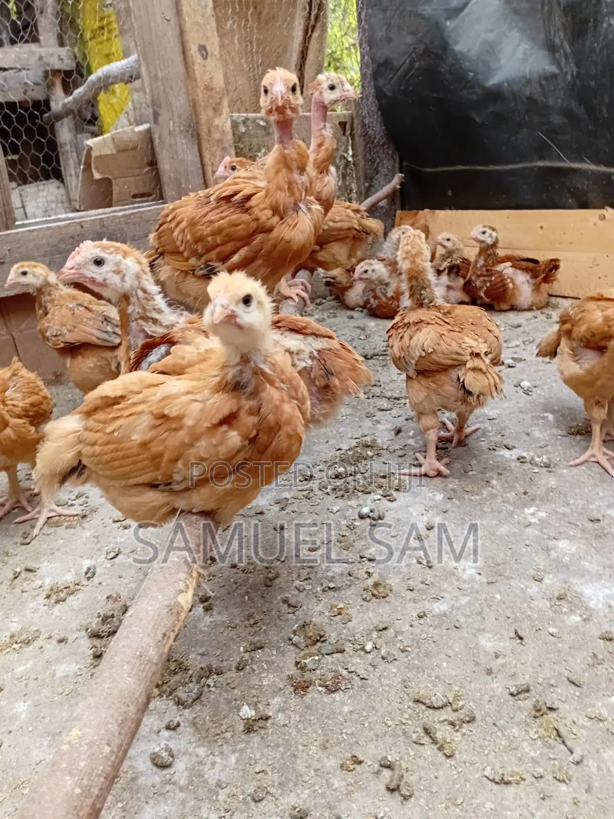 One Month Old Kenbro F1 - Improved Kienyeji Chics