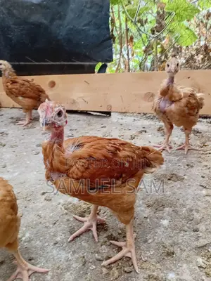 One Month Old Kenbro F1 - Improved Kienyeji Chics