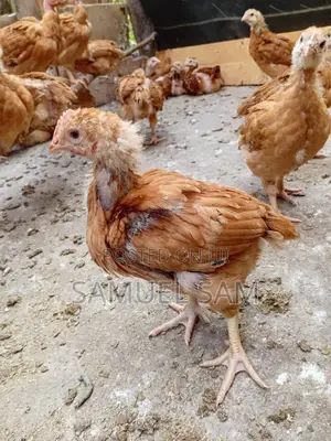 One Month Old Kenbro F1 - Improved Kienyeji Chics