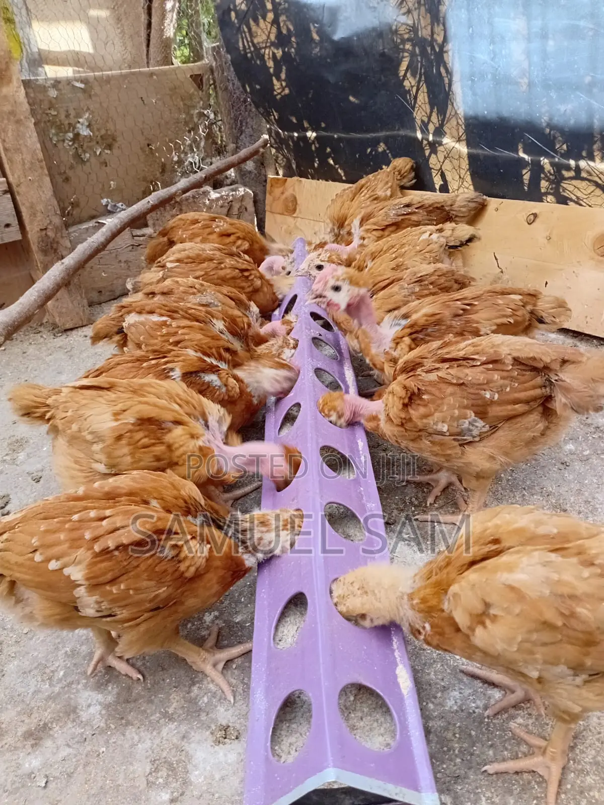 One Month Old Kenbro F1 - Improved Kienyeji Chics