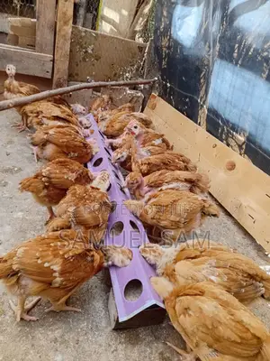 One Month Old Kenbro F1 - Improved Kienyeji Chics