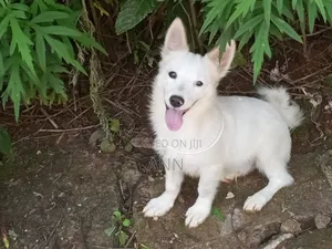 6-12 months Male Purebred Japanese Spitz