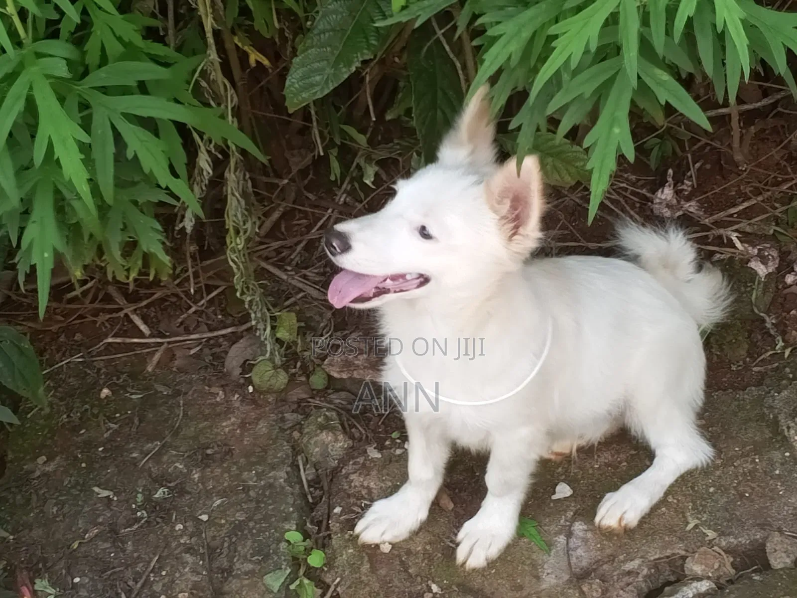 6-12 months Male Purebred Japanese Spitz