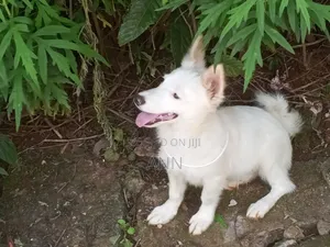6-12 months Male Purebred Japanese Spitz