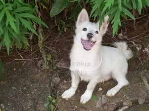 6-12 months Male Purebred Japanese Spitz