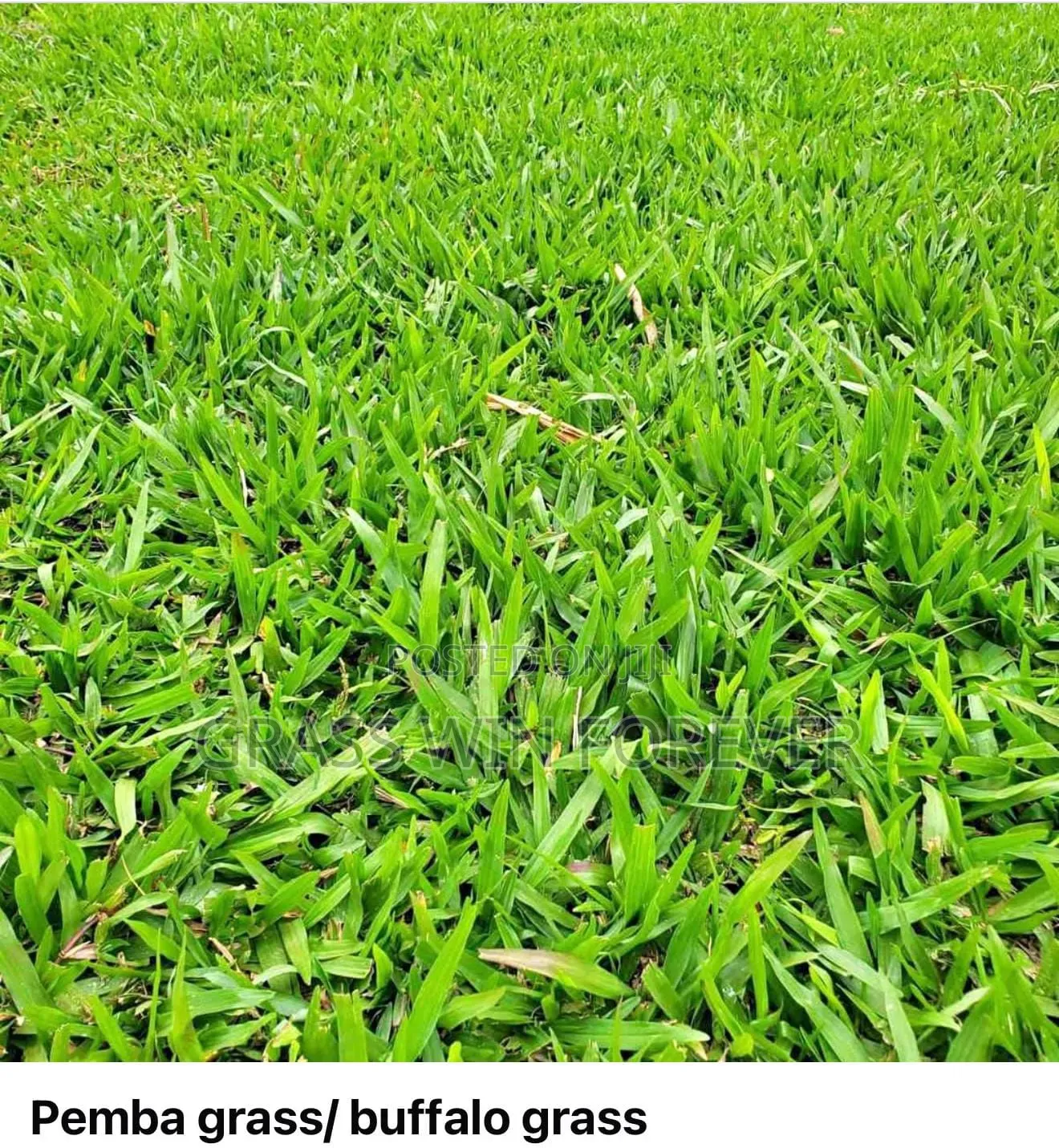 Arabic Grass Pemba Green Zibabwe Capet Grass Is Available