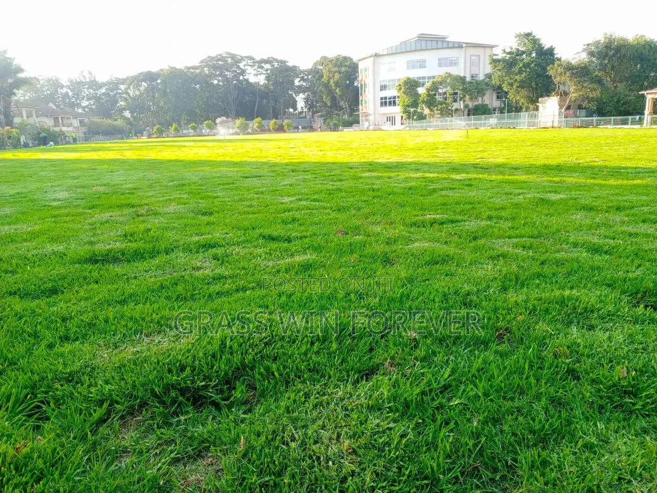 Arabic Grass Pemba Green Zibabwe Capet Grass Is Available