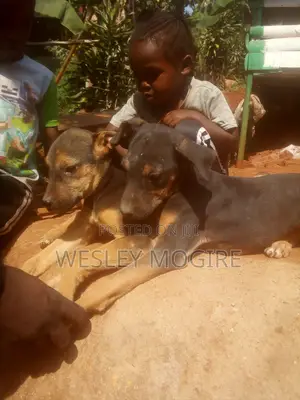 3-6 months Male Mixed Breed Boerboel