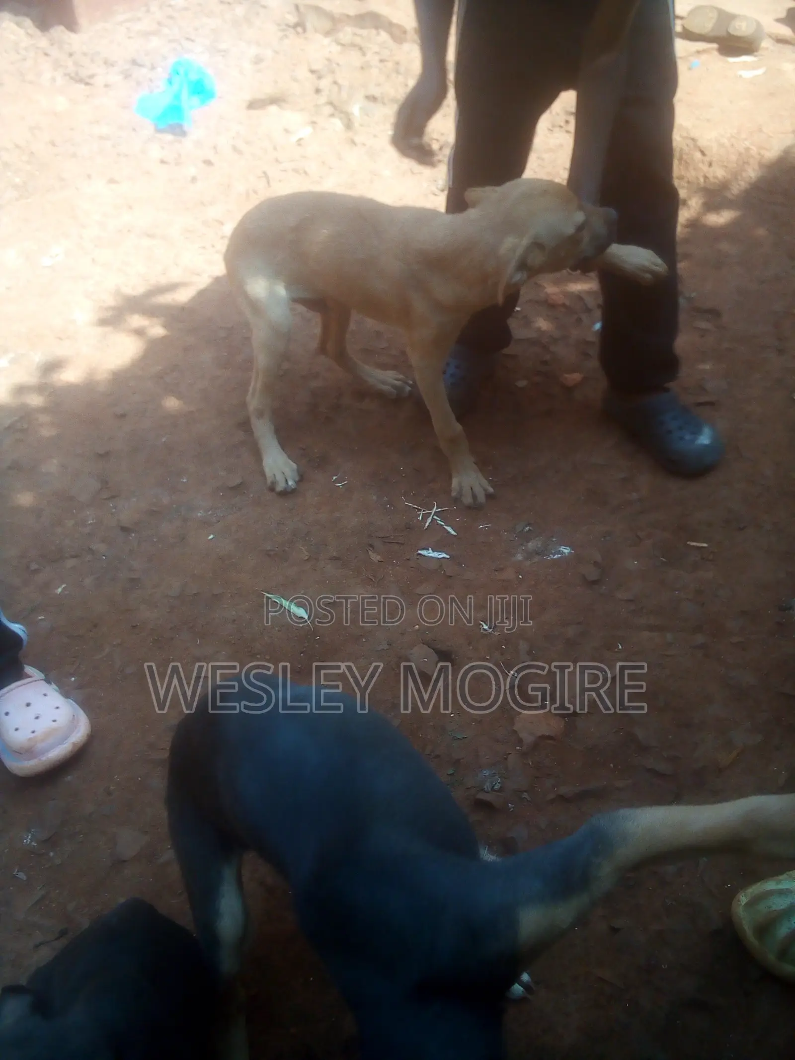 3-6 months Male Mixed Breed Boerboel