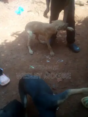 3-6 months Male Mixed Breed Boerboel