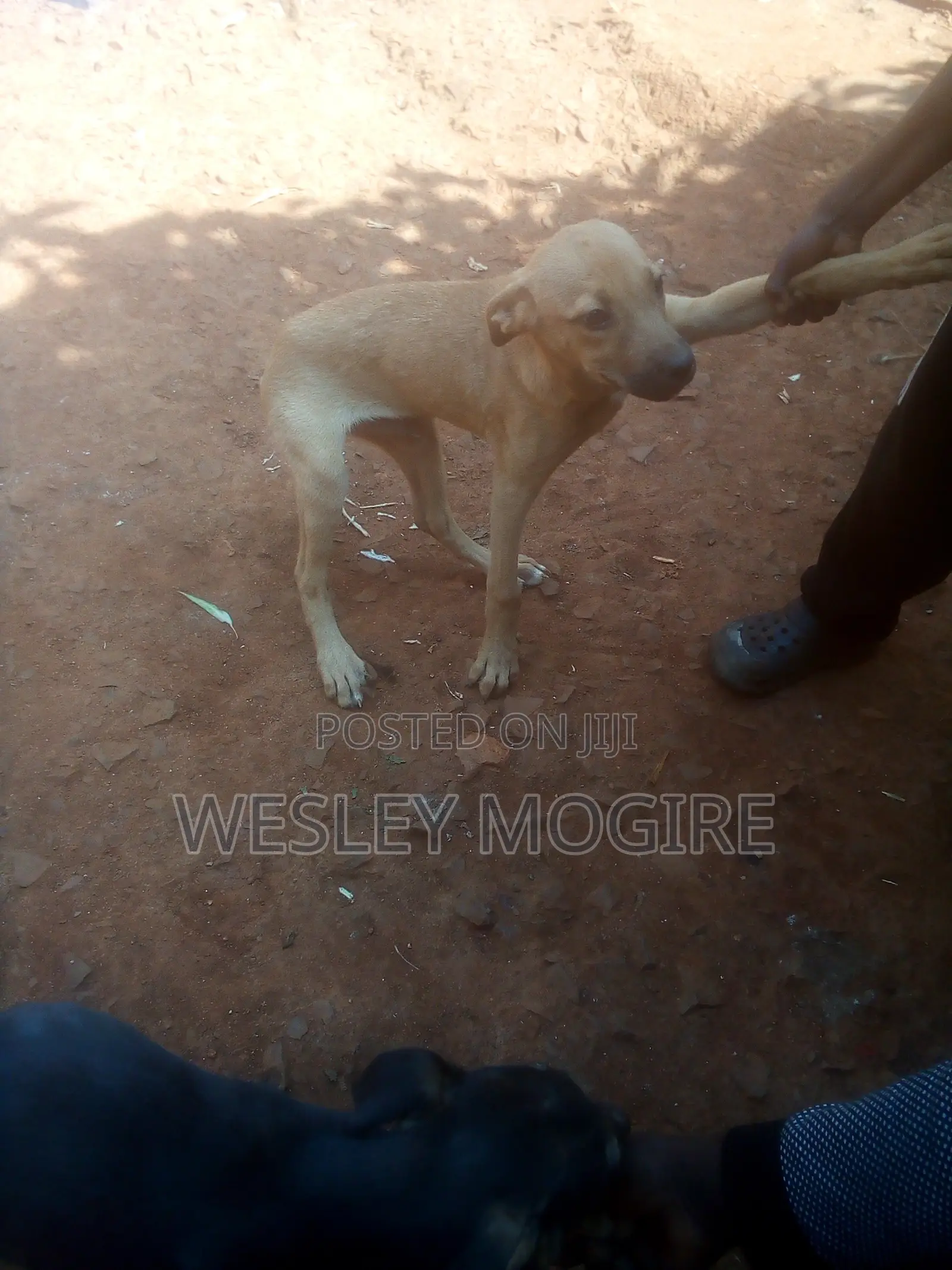 3-6 months Male Mixed Breed Boerboel