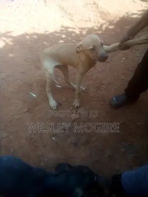 3-6 months Male Mixed Breed Boerboel