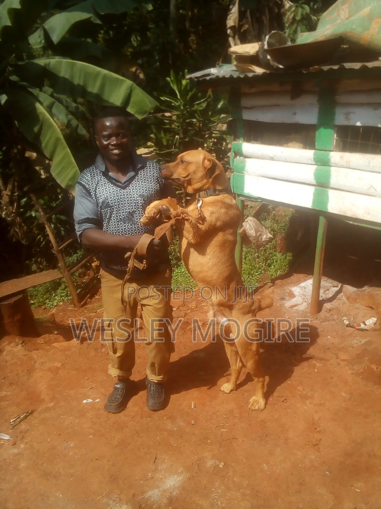 3-6 months Male Mixed Breed Boerboel
