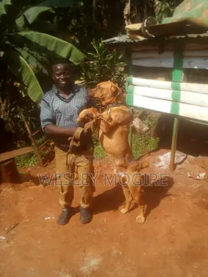 3-6 months Male Mixed Breed Boerboel
