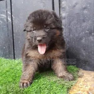 1-3 months Male Purebred German Shepherd