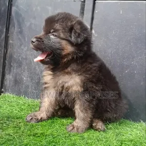 1-3 months Female Purebred German Shepherd