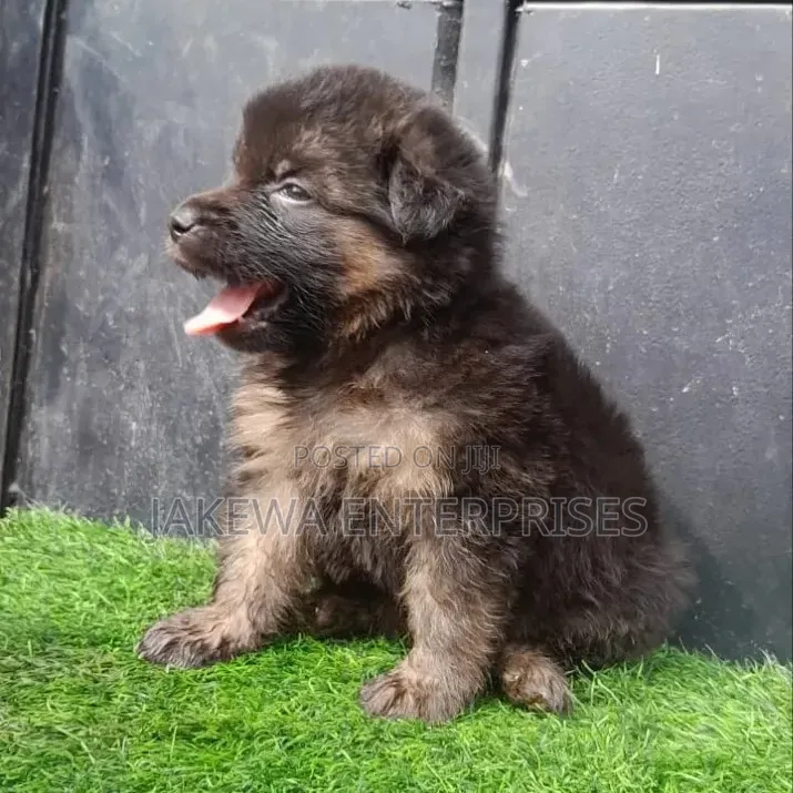 1-3 months Female Purebred German Shepherd