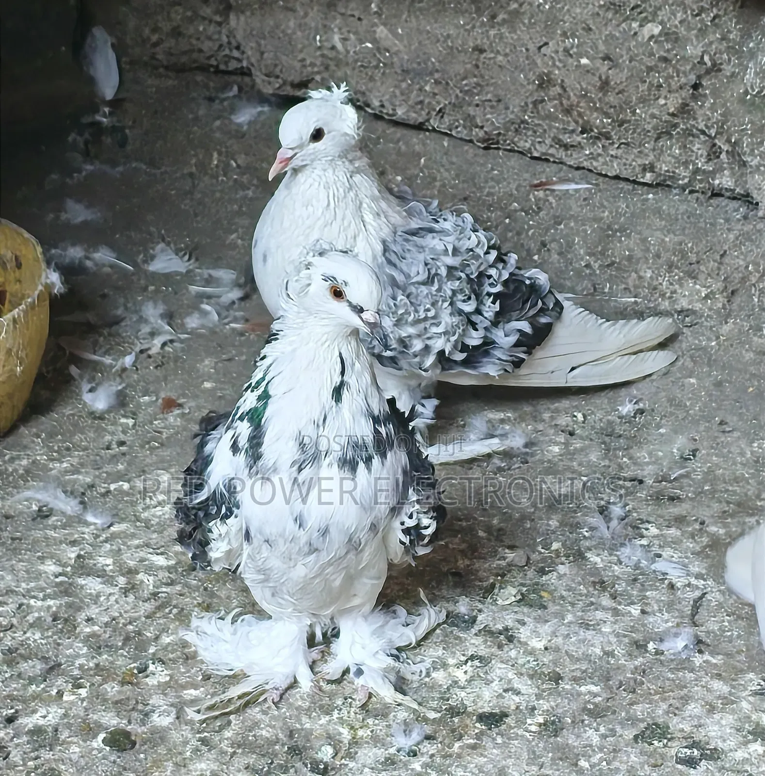 Frillback Pigeons